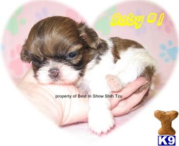 Hypoallergenic Dogs